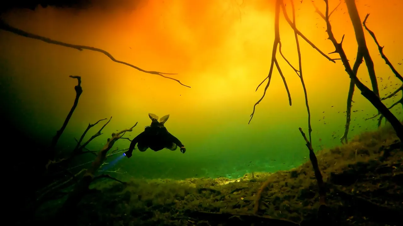 A diver's silhouette swimming through amber light and submerged branches in a cenote