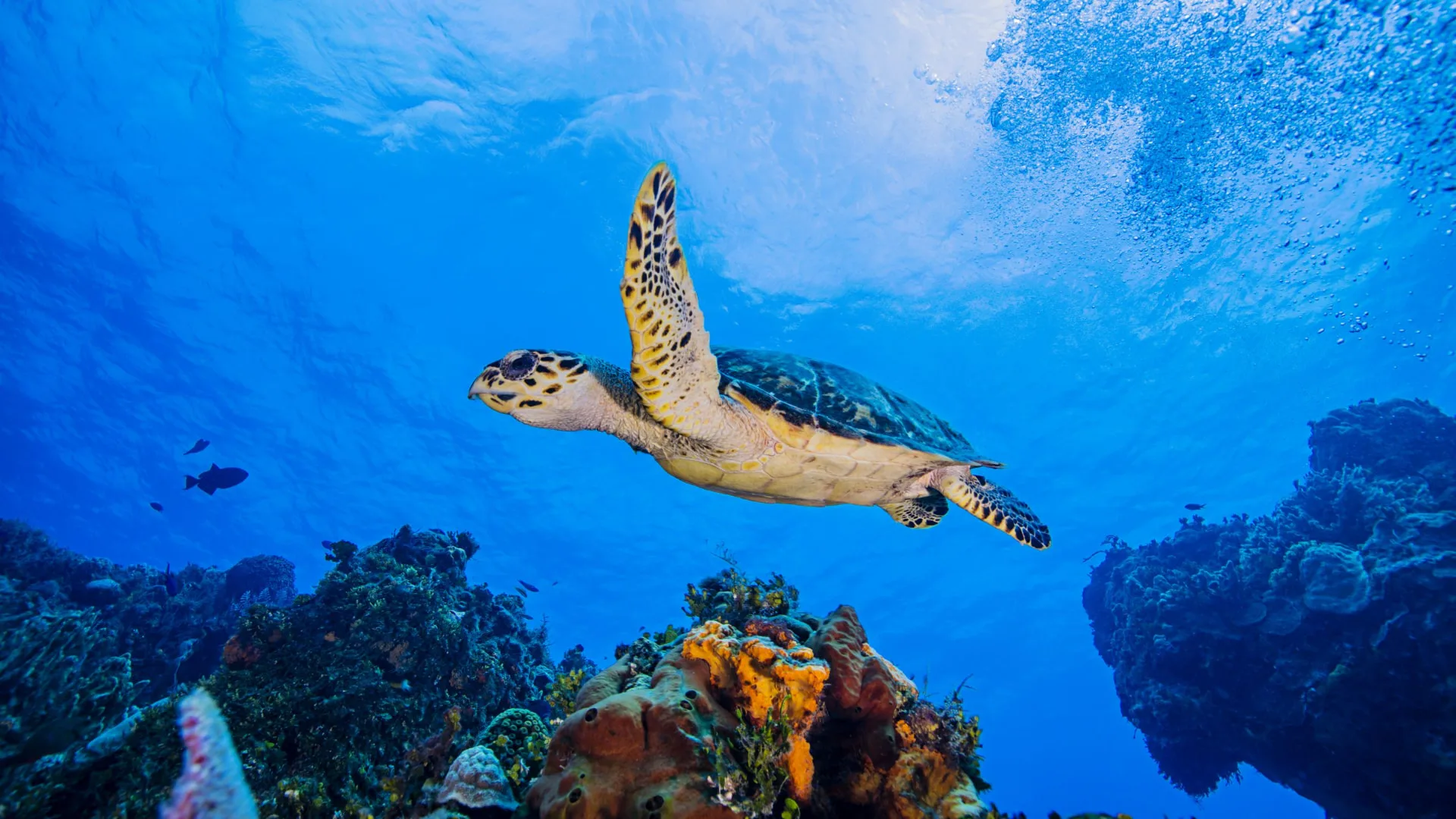 Sea turtle swimming beneath the sunlit surface over a Cozumel reef