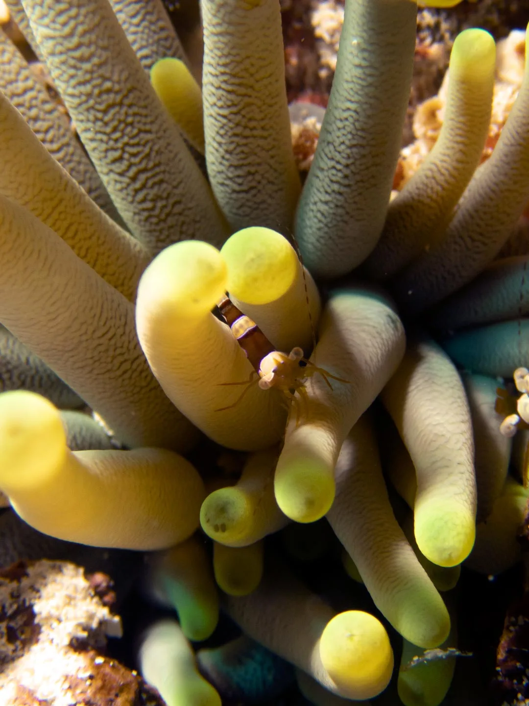 Close-up of a small shrimp among anemone tentacles on a Cozumel reef