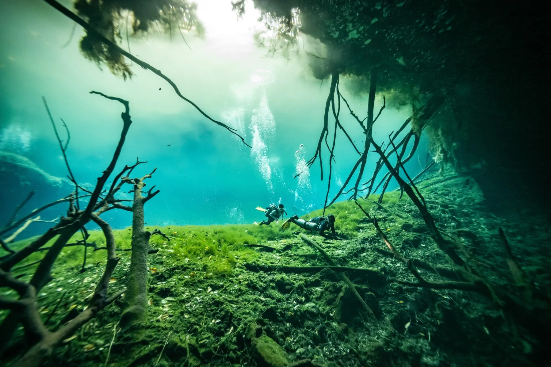 Divers over the green plant-covered floor and branches of Carwash cenote.