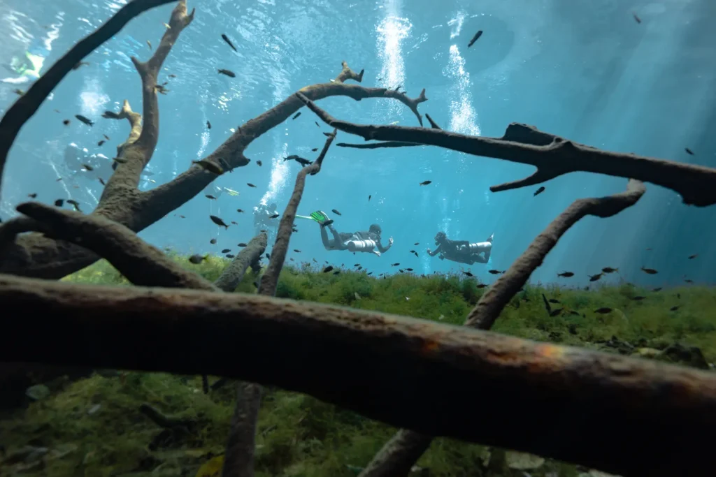 Deux plongeurs nagent au-dessus de la végétation aquatique et de branches d’arbres immergées dans le cénote Car Wash, tandis que des rayons de soleil filtrent dans l’eau.