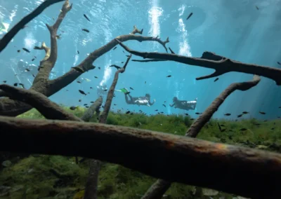 two divers swimming above aquatic vegetation and submerged tree branches in Cenote Car Wash, with natural sunlight rays filtering through the water