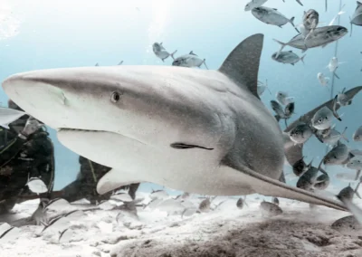 Tiburón toro nadando cerca del fondo arenoso rodeado de buzos y peces en Playa del Carmen