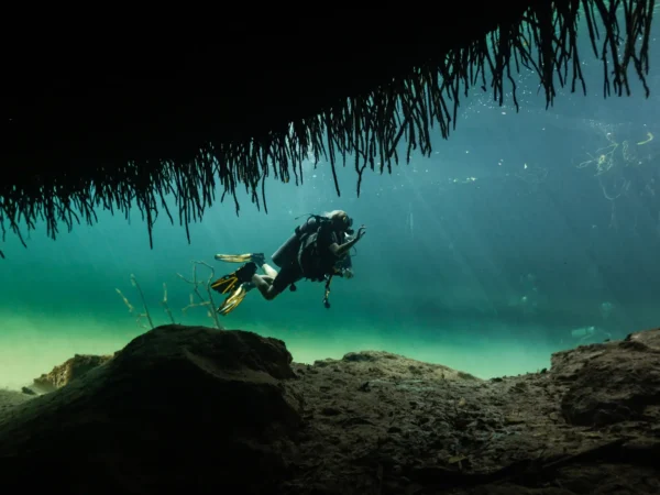 Casa Cenote diving with natural light among mangroves and roots in Tulum