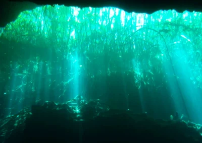 Rayos de luz solar atravesando la vegetación acuática en el cenote Eden (Ponderosa) desde el interior del agua