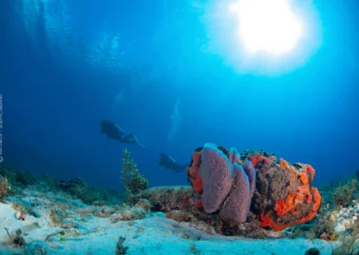 Buzos en buceo en Cozumel tras una gran esponja y corales, luz cenital y agua clara