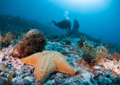 Estrella de mar en arrecife de Cozumel con buzo al fondo – fotografía subacuática de Iván García