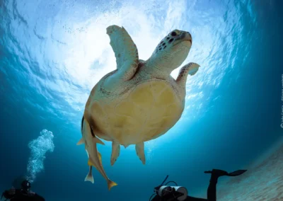 buceo en Cozumel con tortuga marina y arrecife de coral