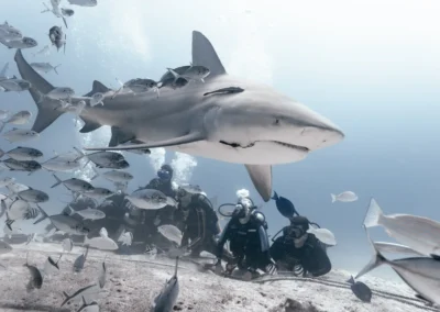 Certified divers on a safe, controlled bull shark diving Playa del Carmen encounter.
