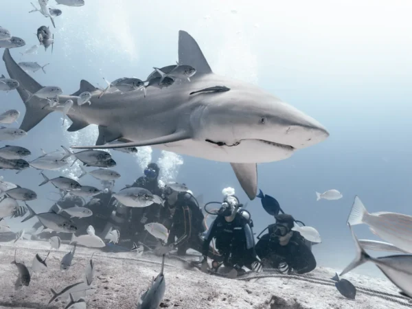 Buceo con tiburones toro en Playa del Carmen con buzos certificados observando a los tiburones en una inmersión segura y controlada.