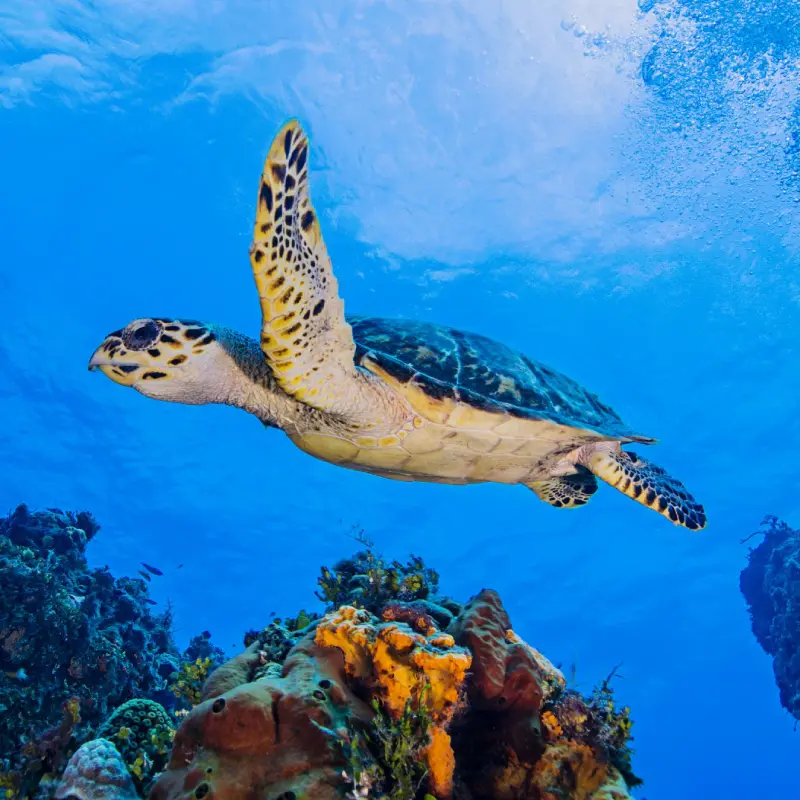 Sea turtle swimming over a coral reef in Cozumel, Mexico, during a Cozumel diving tour.