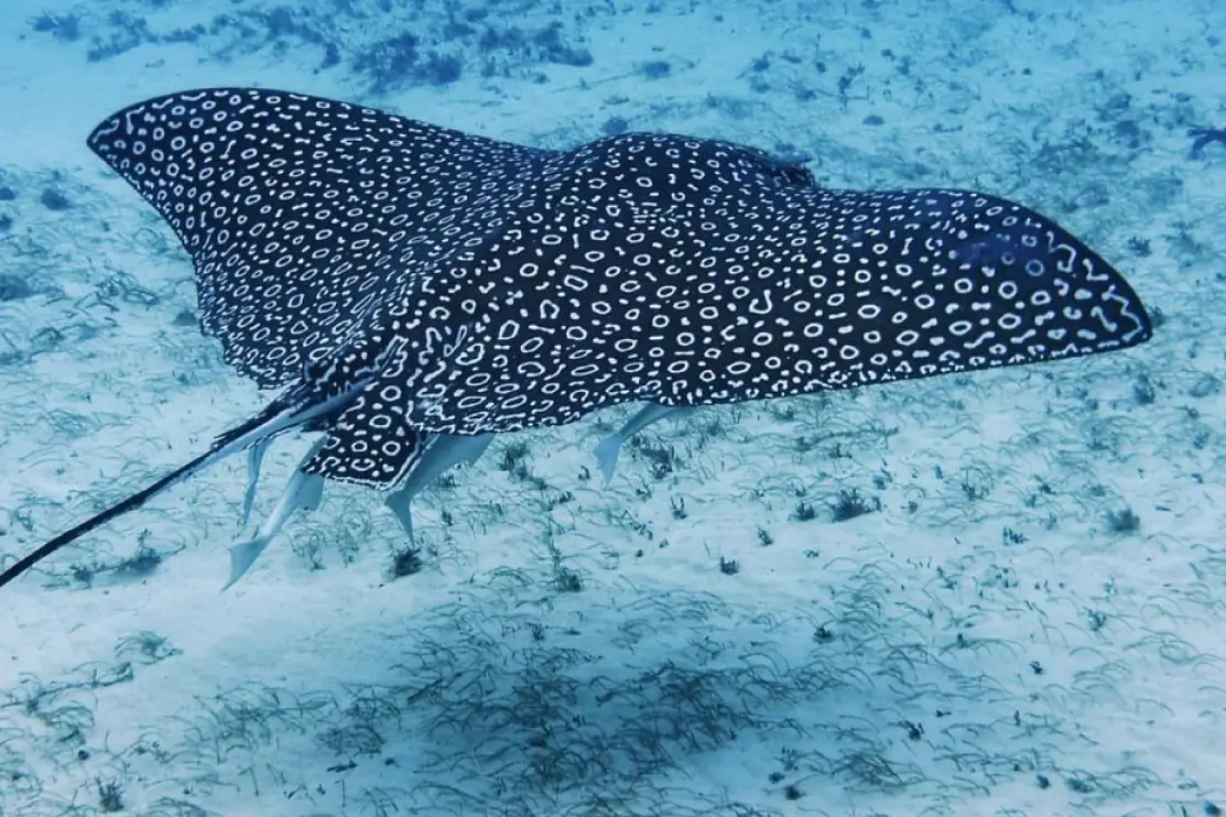 Raya águila en Cozumel durante inmersión de buceo Raya águila nadando sobre fondo arenoso en Cozumel durante buceo